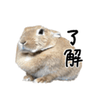 うさぎのちゃちゃ（実写）（個別スタンプ：4）