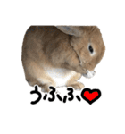 うさぎのちゃちゃ（実写）（個別スタンプ：5）