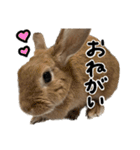 うさぎのちゃちゃ（実写）（個別スタンプ：6）