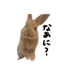うさぎのちゃちゃ（実写）（個別スタンプ：7）