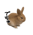 うさぎのちゃちゃ（実写）（個別スタンプ：8）