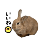 うさぎのちゃちゃ（実写）（個別スタンプ：9）