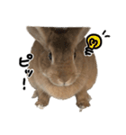 うさぎのちゃちゃ（実写）（個別スタンプ：10）