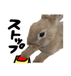 うさぎのちゃちゃ（実写）（個別スタンプ：11）