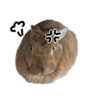 うさぎのちゃちゃ（実写）（個別スタンプ：12）