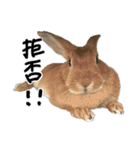 うさぎのちゃちゃ（実写）（個別スタンプ：13）