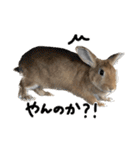うさぎのちゃちゃ（実写）（個別スタンプ：14）
