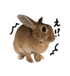 うさぎのちゃちゃ（実写）（個別スタンプ：15）