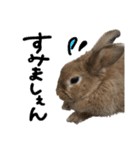 うさぎのちゃちゃ（実写）（個別スタンプ：16）