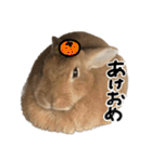うさぎのちゃちゃ（実写）（個別スタンプ：17）