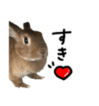 うさぎのちゃちゃ（実写）（個別スタンプ：18）