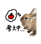 うさぎのちゃちゃ（実写）（個別スタンプ：19）
