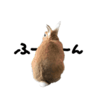 うさぎのちゃちゃ（実写）（個別スタンプ：20）