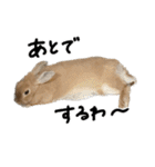 うさぎのちゃちゃ（実写）（個別スタンプ：21）
