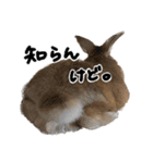 うさぎのちゃちゃ（実写）（個別スタンプ：22）