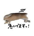 うさぎのちゃちゃ（実写）（個別スタンプ：23）