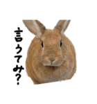 うさぎのちゃちゃ（実写）（個別スタンプ：24）