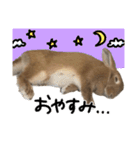 うさぎのちゃちゃ（実写）（個別スタンプ：26）
