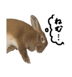 うさぎのちゃちゃ（実写）（個別スタンプ：27）