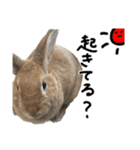うさぎのちゃちゃ（実写）（個別スタンプ：28）
