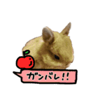うさぎのちゃちゃ（実写）（個別スタンプ：29）