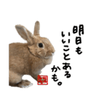 うさぎのちゃちゃ（実写）（個別スタンプ：30）