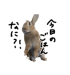 うさぎのちゃちゃ（実写）（個別スタンプ：31）
