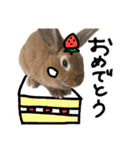 うさぎのちゃちゃ（実写）（個別スタンプ：32）