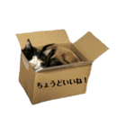 にゃお＆そー7（個別スタンプ：5）