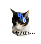にゃお＆そー7（個別スタンプ：9）