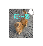 これからも大丈夫（個別スタンプ：40）