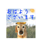 シェル＆くぅ（個別スタンプ：1）