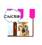 シェル＆くぅ（個別スタンプ：4）