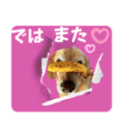 シェル＆くぅ（個別スタンプ：8）