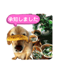 シェル＆くぅ（個別スタンプ：9）