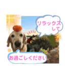 シェル＆くぅ（個別スタンプ：10）