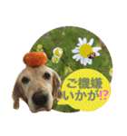 シェル＆くぅ（個別スタンプ：12）