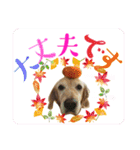 シェル＆くぅ（個別スタンプ：13）
