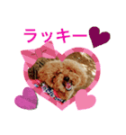 シェル＆くぅ（個別スタンプ：19）