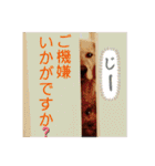 シェル＆くぅ（個別スタンプ：20）