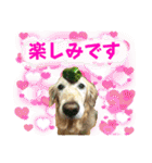 シェル＆くぅ（個別スタンプ：22）
