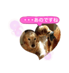 シェル＆くぅ（個別スタンプ：29）