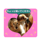 シェル＆くぅ（個別スタンプ：30）
