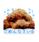 シェル＆くぅ（個別スタンプ：34）