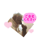 シェル＆くぅ（個別スタンプ：39）