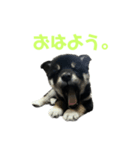 黒い柴のスタンプ☆（個別スタンプ：1）