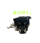 黒い柴のスタンプ☆（個別スタンプ：3）