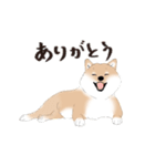 いつもの柴犬（個別スタンプ：3）