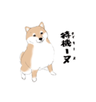 いつもの柴犬（個別スタンプ：7）