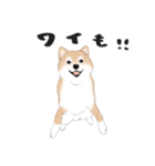 いつもの柴犬（個別スタンプ：9）